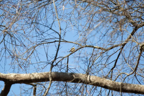 美国金翅雀 Spinus Tristis 好奇地从树枝上的栖木上环顾四周 — 图库照片