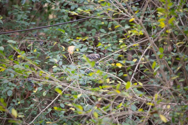 Paruline Grumeaux Jaunes Setophaga Coronata Femelle Mangeant Une Baie Buisson — Photo