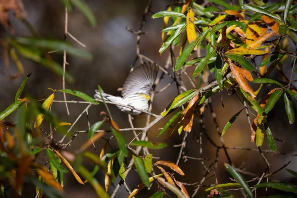 Samica Warbler Żółtodzioby Setophaga Coronata Uciekająca Drzewa — Zdjęcie stockowe