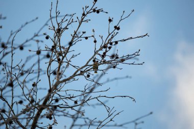Meraklı sedir kanadı (Bombycilla cedrorum) bir ağaç dalına tünediği yerden etrafa bakıyor