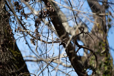 Carolina chickadee (Poecile carolinensis) bir ağaç dalına tünedi