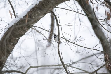 Görkemli Carolina chickadee (Poecile carolinensis) hafif bir kar sırasında ağaç dalına tünemiştir.