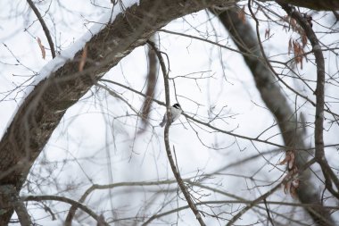 Karlı bir ağacın dalına tünemiş görkemli Carolina chickadee (Poecile carolinensis)