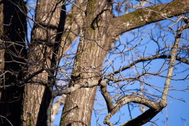 Carolina chickadee (Poecile carolinensis) bir ağaç dalına tünemiş, atıştırmalık yiyor