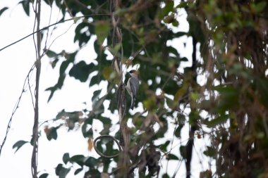 Carolina chickadee (Poecile carolinensis) bir sarmaşığa tünedi