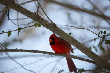 Erkek kuzey kardinali (Cardinalis cardinalis), arması yukarıda, bir ağaç dalından uçmaya hazırlanıyor