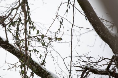 Erişkin mavi başlı vireo (Vireo solitarius) soğuk, gri bir günde bir daldan diğerine zıplıyor