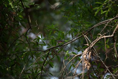 Sarmaşık faresi (Baeolophus bicolor) sarmaşıktan yüksek sesle cıvıldıyor