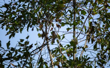 Bir sarmaşığa tünemiş meme faresi (Baeolophus bicolor) konmuş, soldan sesleniyor.