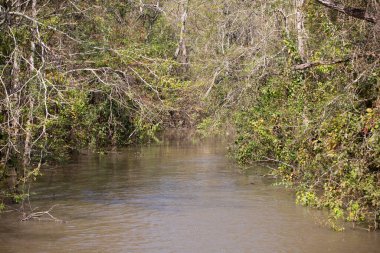 Bataklık suyu çalılarla çevrili bir yol boyunca süzülüyor.