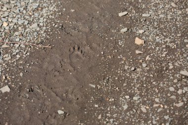 Çamurlu bir yolda çizgili kokarca (Mephitis mephitis) izleri
