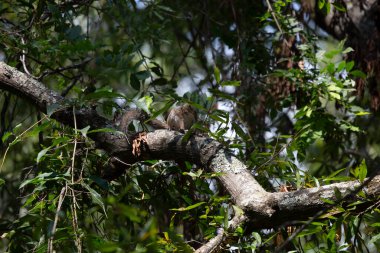 Meraklı doğu gri sincabı (Sciurus carolinensis) gizlice etrafı gözetliyor