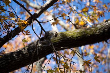 Doğu gri sincap (Sciurus carolinensis) ağzında bir burr ile bir dal üzerinde asılı
