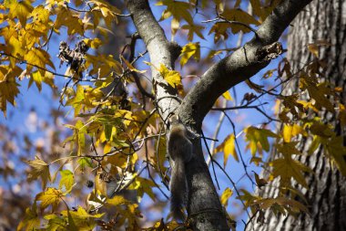 Şirin doğu gri sincabı (Sciurus carolinensis) ağaca tırmanıyor