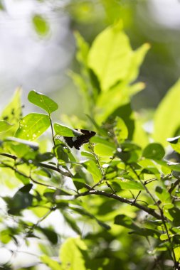 Gümüş benekli Skipper (Epargyreus clarus) sağlıklı bir çalılıktan besleniyor
