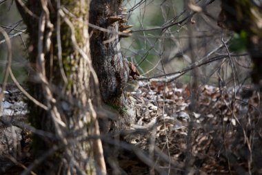 Yakut kaplama krallık (Regulus calendula) bir ağaç gövdesinin tabanından dışarı bakıyor