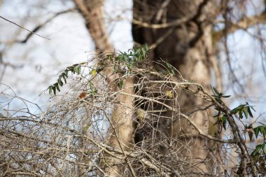 Yakut kaplama krallık (Regulus calendula) bir daldan havalanıyor