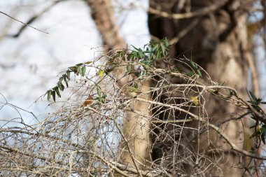 Şirin yakut kaplama krallık (Regulus calendula) görkemli bir şekilde tüneğinden dışarı bakıyor