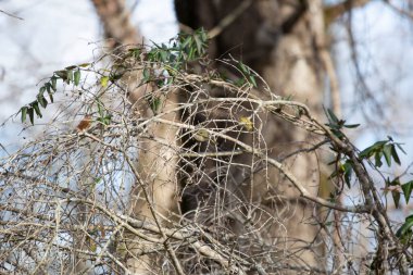 Yakut kaplama bir krallıktaki kırmızı nokta (Regulus calendula) kuşun daldaki tüneğinden görünür.