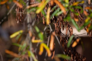 Yakut kaplama krallık (Regulus calendula) sonbahar yapraklarının arkasından dışarı bakıyor