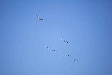 Mavi gökyüzünde uçan halka gagalı martı sürüsü (Larus delawarensis)