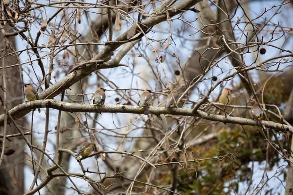 Schwarm Wachsamer Zedernwachsflügel Bombycilla Cedrorum Auf Einem Ast — Stockfoto