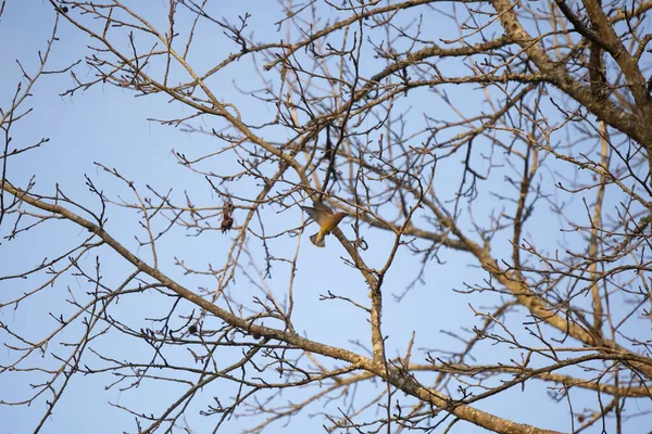 Cedar Waxwing Bombycilla Cedrorum Bir Ağaç Dalına Konuyor — Stok fotoğraf