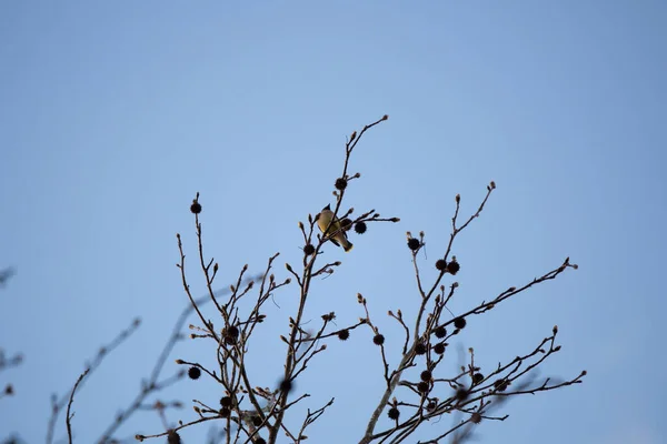 Neugierige Und Majestätische Zedernwachsflügel Bombycilla Cedrorum Auf Einem Baum — Stockfoto