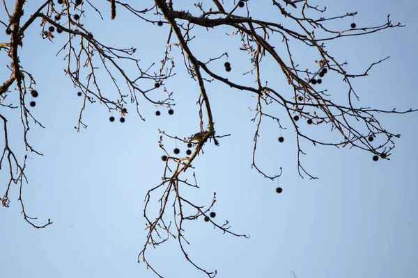 Sedir Ağacı Bombycilla Cedrorum Ağaç Dalında Arama Yapıyor — Stok fotoğraf