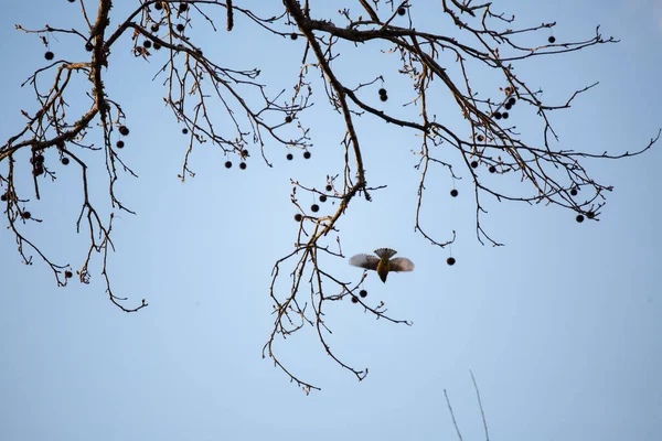 Stock image Cedar waxwing (Bombycilla cedrorum) flying from a tree branch