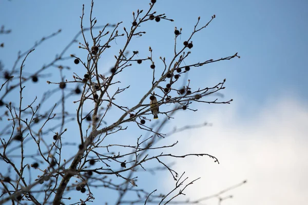 宏伟的雪松花翼 Bombycilla Cedrorum 隐藏在一棵树的刺后 — 图库照片