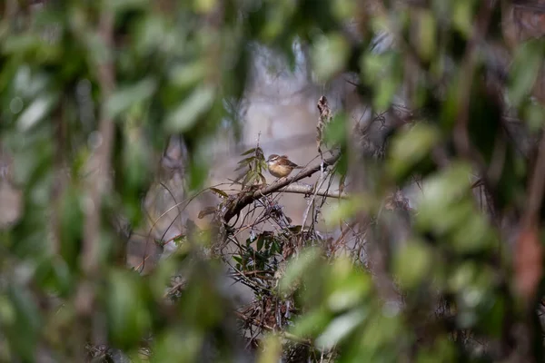 Кароліна Wren Thryothorus Ludovicianus Вітрі — стокове фото