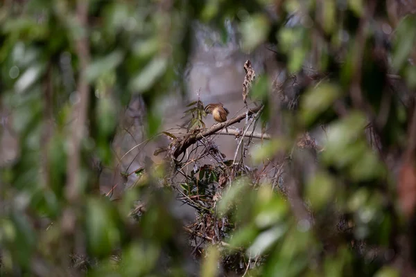 Carolina Wren Thryothorus Ludovicianus Acicalamiento Una Rama — Foto de Stock