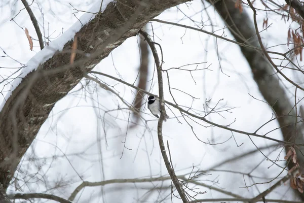 Majestic Carolina Chickadee Poecile Carolinensis Perched Tree Branch Light Snow — Stock Photo, Image