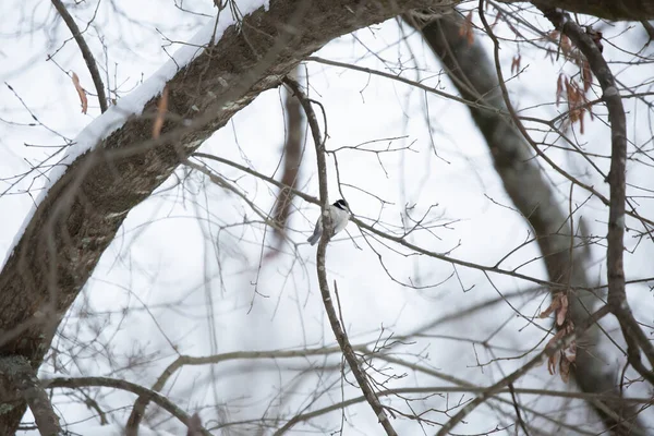 Majestic Carolina Chickadee Poecile Carolinensis Ветке Снежного Дерева — стоковое фото