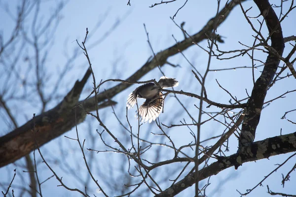 Mavi alakarga (siyanocitta cristata) bir ağaç dalından uçuyor
