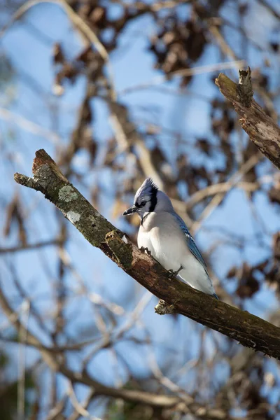 Nyfiken Och Territoriell Blå Jay Cyanocitta Cristata Med Sin Krön — Stockfoto