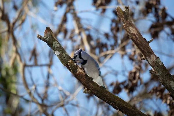 Блакитний Джей Cyanocitta Viata Готується Свого Окуня Гілці Дерева — стокове фото