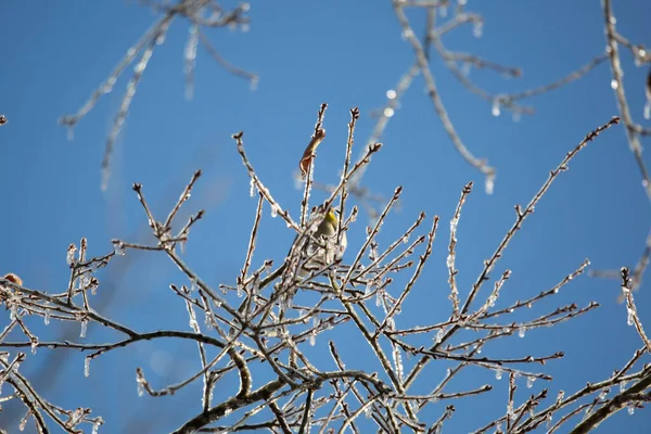 Αμερικάνικο Καρδερίνα Spinus Tristis Πίσω Από Κλαδιά Δέντρων Καλυμμένα Πάγο — Φωτογραφία Αρχείου