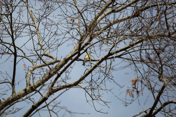 Üreme tüylerini görkemli bir şekilde ağaç dalına tünemiş Amerikan ispinozu (Spinus tristis).