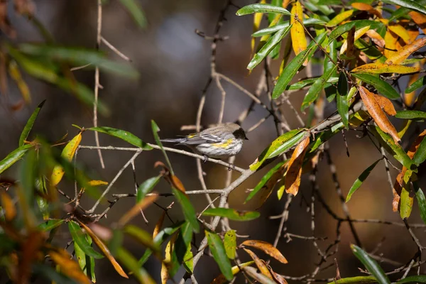 Żółtodziób Setophaga Coronata Siedzący Drzewie Jesienią Zmienia Kolory — Zdjęcie stockowe