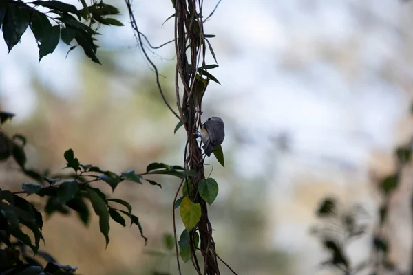 Tufted Titmouse Baeolophus Bicolor Forrageamento Uma Videira Grande — Fotografia de Stock