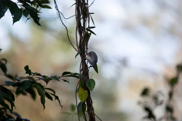 Φουντωτό Ποντίκι Baeolophus Bicolor Σκαρφαλωμένο Ένα Μεγάλο Αμπέλι Στραμμένο Προς — Φωτογραφία Αρχείου