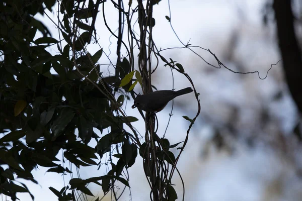 Sylwetka Myszy Iglastej Baeolophus Bicolor Jedzącej Małego Orzeszka — Zdjęcie stockowe