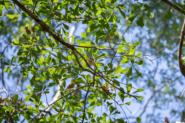 Tüylü Meme Faresi Baeolophus Bicolor Ağaç Dalında Yiyecek Arıyor — Stok fotoğraf