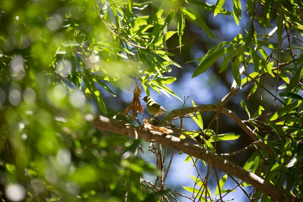 不成熟的田纳西莺 Leiothlypis Peregrina 好奇地看着外面寻找食物 — 图库照片