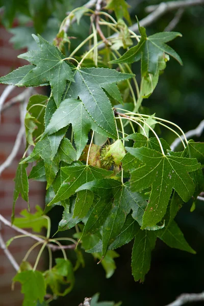 Green sweet gum tree (Liquidambar) burr and leaves