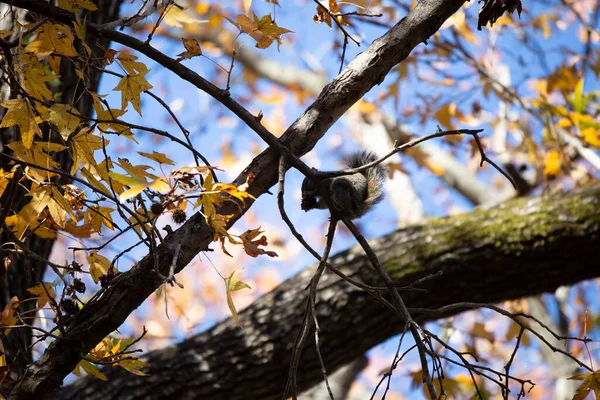 Eastern Gray Squirrel Sciurus Carolinensis Eating Burr Tree Limb — Stock Photo, Image