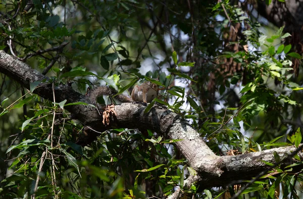 Grauhörnchen Sciurus Carolinensis Teilweise Hinter Grünen Baumblättern Versteckt — Stockfoto