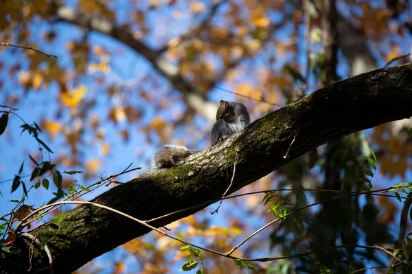 Ardilla Gris Oriental Sciurus Carolinensis Acicalándose Una Rama Árbol Cubierta — Foto de Stock